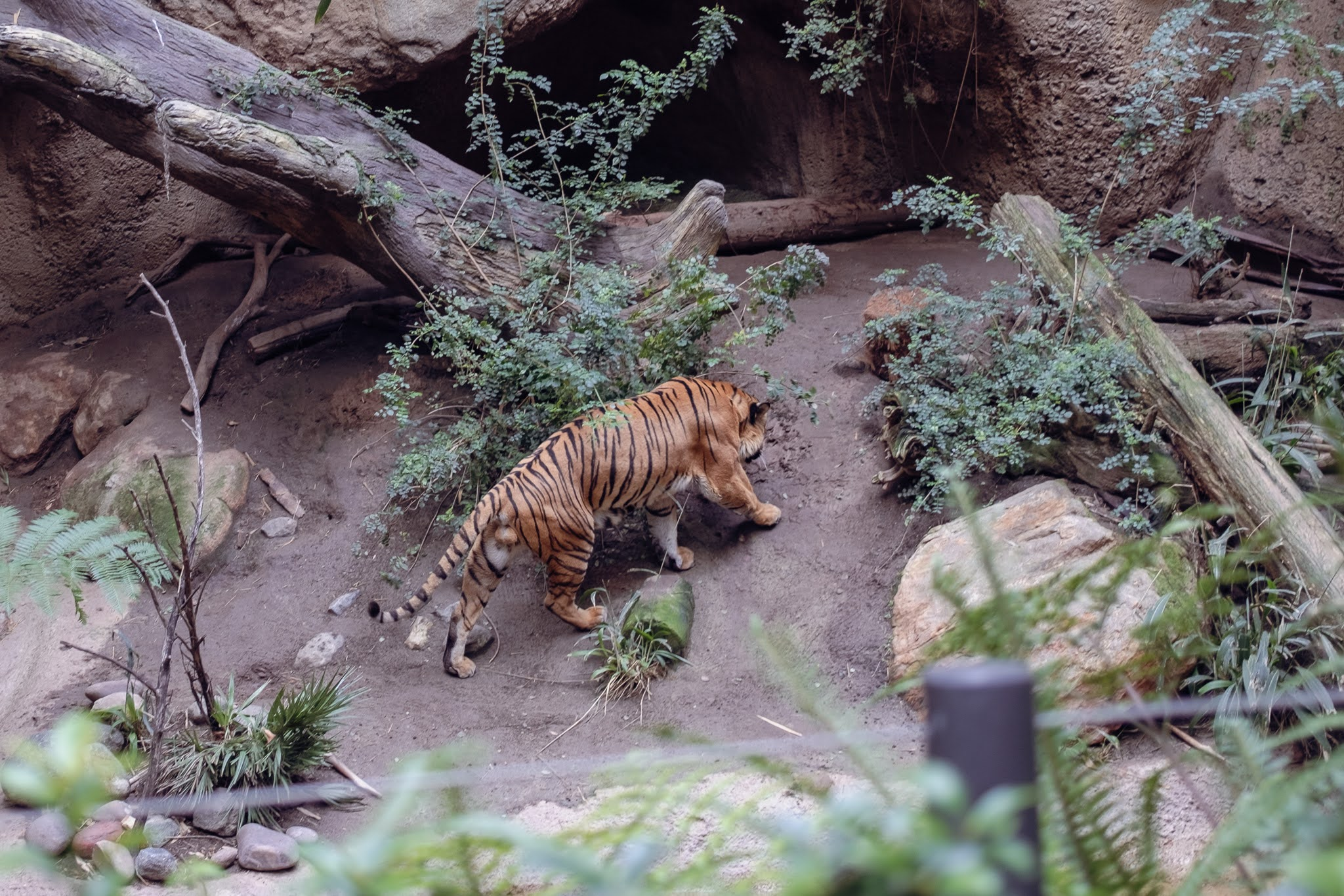 Photo of a tiger in a zoo