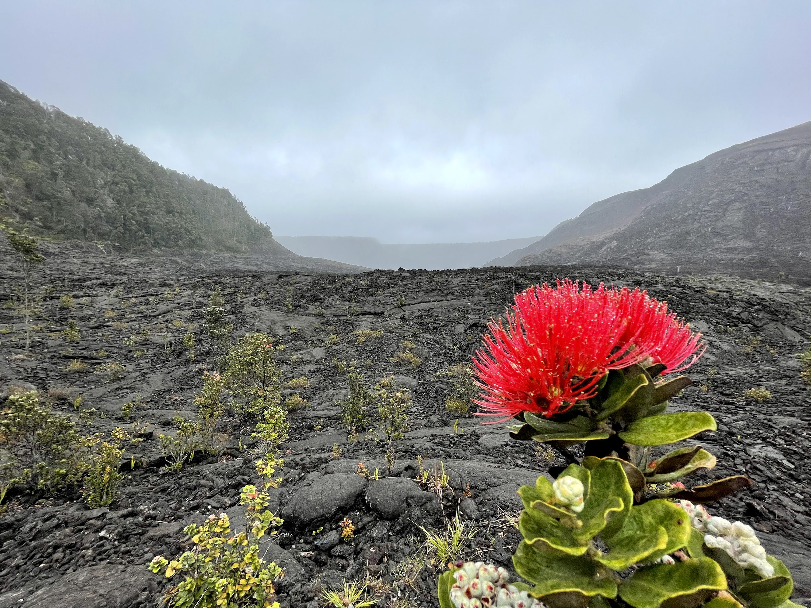 Photo of a flower in a volcanic valley